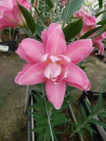 [5640 VH70 Accolade No02.JPG]